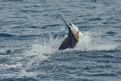 Frenzy Offshore Fishing