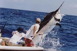 Marlin Fishing Packages Costa Rica
