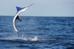 Marlin Fishing Packages Costa Rica