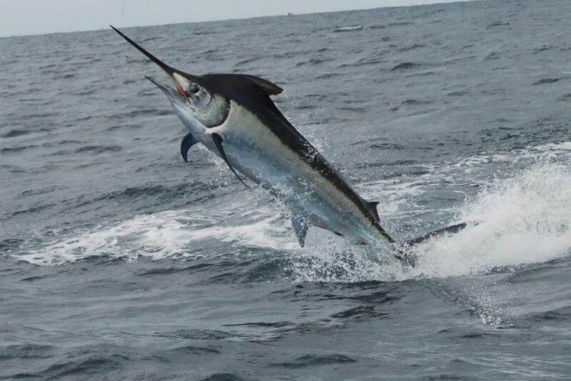 Marlin Package Costa Rica  Fishing Costa Rica Experts