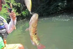 Mangrove Fishing Guanacaste