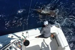 Dream Maker Sailfish Fishing