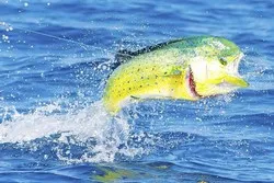 Fire Fly Offshore Fishing