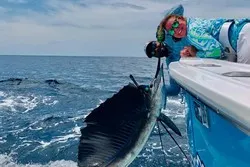 Scatterbrain Sailfish Fishing