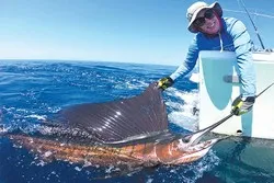 Frenzy Sailfish Fishing