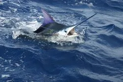 Pacific Fly Marlin Fishing