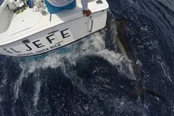 El Jefe Offshore Fishing